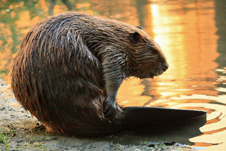 beaver-preening.jpg